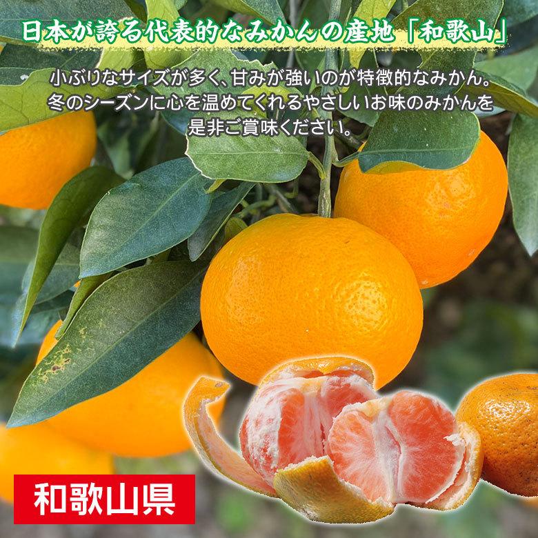 送料無料 キズ有り 訳あり 家庭用 みかん 和歌山県産 和歌山みかん 温州みかん 2Lサイズ以上 サイズ混合 約8kg前後 キズあり 国産  国産みかん