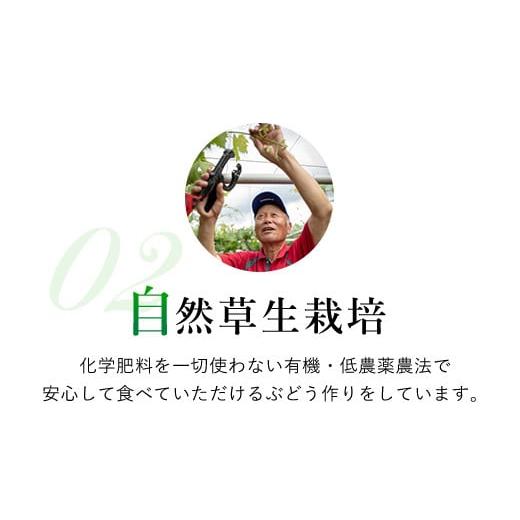 ふるさと納税 山梨県 笛吹市 ＜2024年先行予約＞ シャインマスカット 2.6kg以上 お楽しみ感謝品プレゼント付 山梨県 笛吹市 一宮産 朝採り 産地…