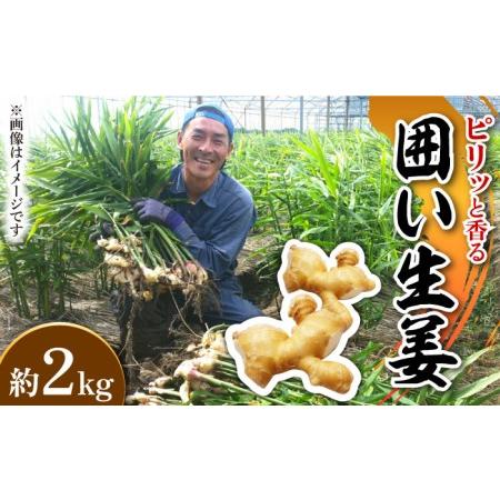 ふるさと納税 囲い生姜 約 2kg   ショウガ しょうが 生姜   南島原市   ふくはちファーム[SBS010] 長崎県南島原市