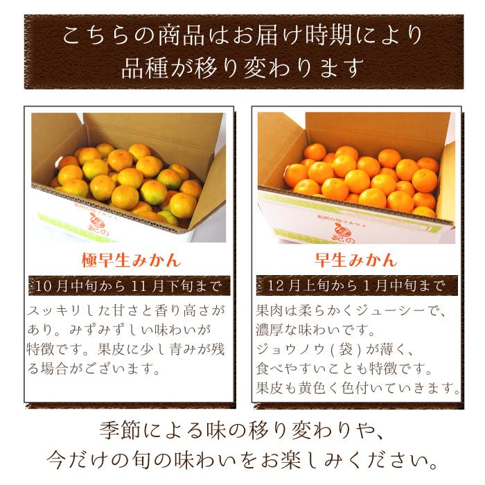 温州みかん 送料無料  多少キズあり ご家庭用 みかん 温州 紀南 ミカン 大玉 L 和歌山 フルーツ 果物 糖度 甘い 濃厚 家庭用 訳あり 紀の