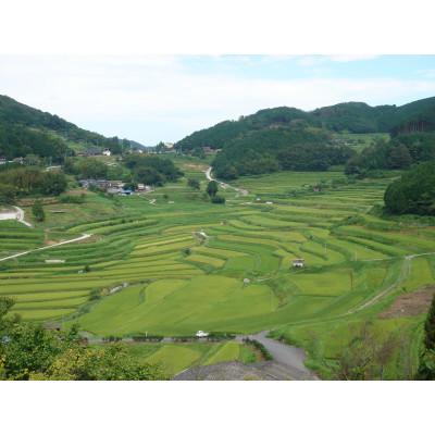 ふるさと納税 美咲町 レンジアップごはん　岡山県美咲町大垪和西棚田米(コシヒカリ)20パックセット