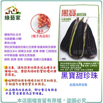 G26.黑寶甜珍珠糯玉米種子20顆(有藥劑處理)(黑粒紫黑富含抗氧化花青素，營養美味及健康 較甜玉米Q)【綠藝家】
