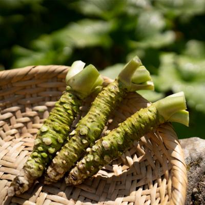 ふるさと納税 津和野町 島根わさび(生)180g(2〜4本)