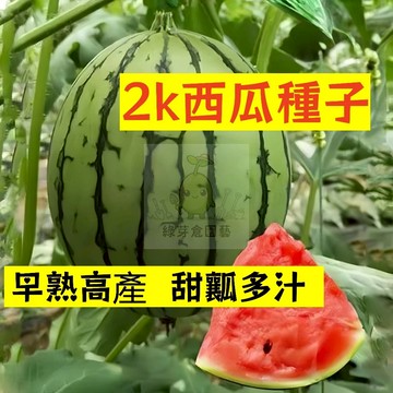 🍉全美2k西瓜種籽 XG-1薄皮沙瓤橢圓形禮品西瓜 吊瓜甜度高不裂瓜 四季高產少籽紅瓤西瓜盆栽地栽水果種子