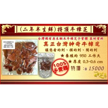 【百年永續健康芝王】牛樟芝/菇 (二年半特頂) 乾燥品 (11g /1兩)