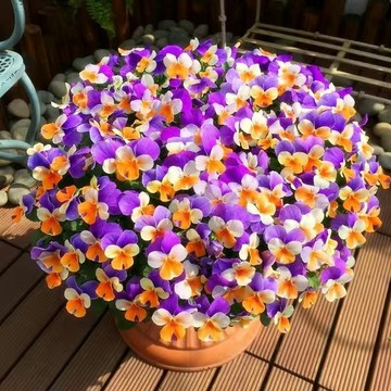 🌺（三色堇種子）新種上市 現貨速發 猴面花 鬼臉花 貓兒臉種子 庭院陽台盆栽花卉種子 花海種籽 新手四季種植花卉種籽