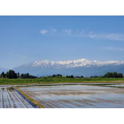 ふるさと納税 上越市 新潟県上越市産　花の米の食べ比べセット　　越後かに米こしひかり新之助