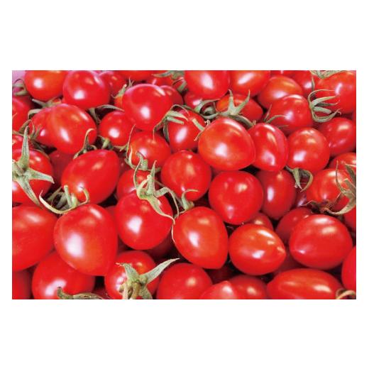 ふるさと納税 長崎県 島原市 AF016 朝採れミニトマト どっさり！トマトベリー 3kg