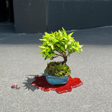 日本黃金縮緬葛∣迷你盆栽