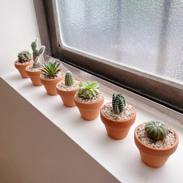 │多肉迷你陶盆植栽│7入組 (植物隨機出貨)