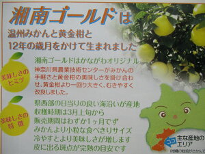 神奈川生まれの柑橘 ハウス栽培の湘南ゴールド〈出荷時期:2024年2月15日出荷開始～2024年3月10日終了予定〉