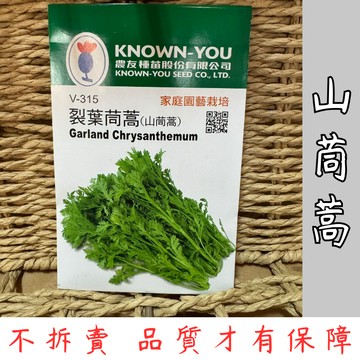 【台灣現貨-天天出】山茼蒿種子 蔬菜種子 山茼蒿 種子 高發芽率 易種植 家庭園藝 清香蔬菜