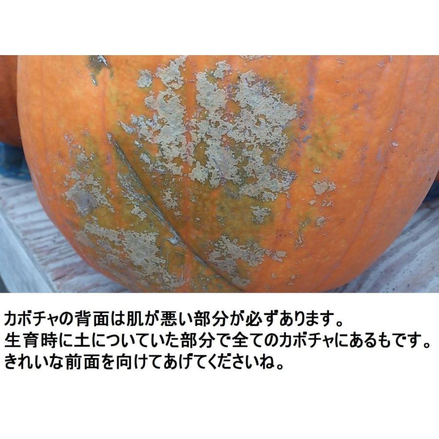 ハロウィン ジャックオーランタン用かぼちゃ 中玉種S 1kg