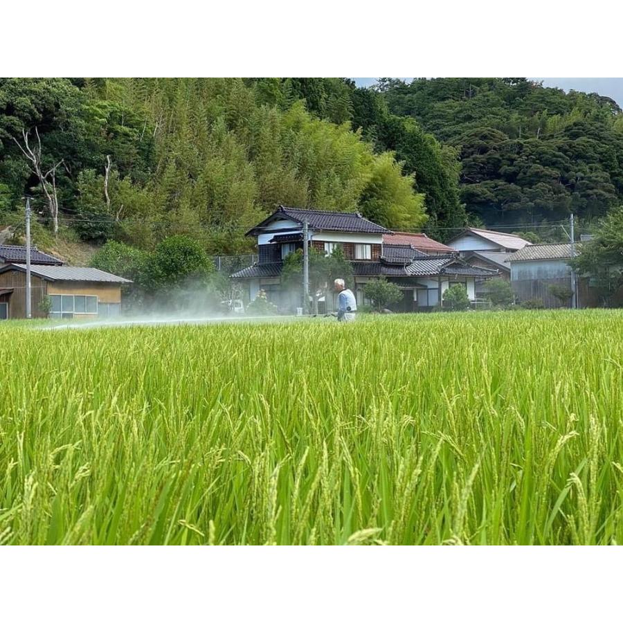 米 5kg 藻塩米 もしお 減農薬・減化学肥料栽培 特a 島根県産 令和4年産