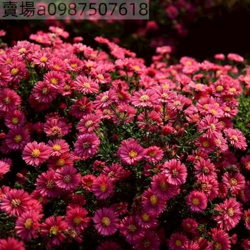 現貨 荷蘭菊（50粒）四季種植 耐寒進口稀有品種重瓣藍寶石可做切花庭院陽台盆栽地栽四季觀賞花卉種子花卉 種子