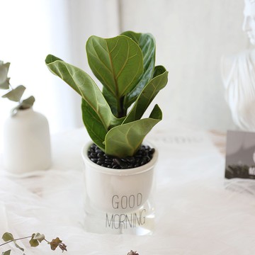 PD157琴葉榕吸水盆栽 / 觀葉植物