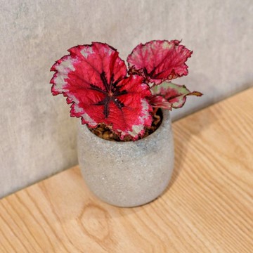 蛤蟆秋海棠 桌上型水泥盆栽 觀葉植物 禮物 盆栽 交換禮物 辦公室