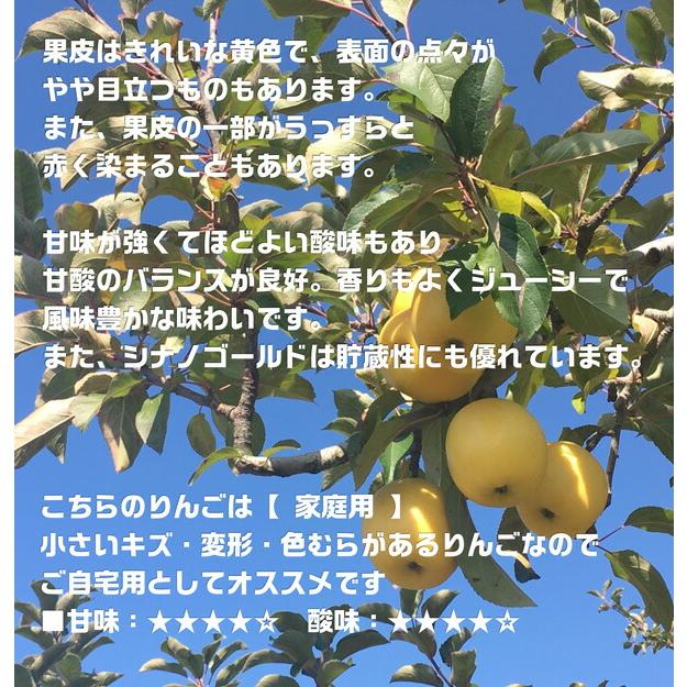 りんご 青森りんご シナノゴールド 家庭用 5kg 林檎 青森県産 リンゴ お取り寄せ フルーツ 果物 デザート 通販 自宅用 送料無料　お歳暮