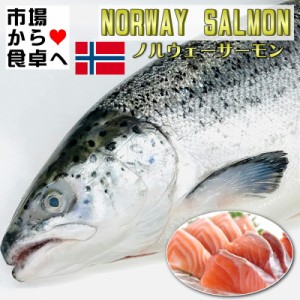 ノルウェーサーモン (アトランティックサーモン) 1本(約4.5kg)お刺身・お寿司・カルパッチョ・ステーキ・ムニエル