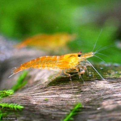 海水魚）エビ アカモエビｓｐ．（１匹）カーリー対策 北海道・九州航空