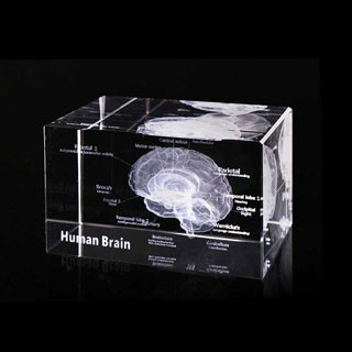 賽先生科學工廠 透視大腦水晶紙鎮
