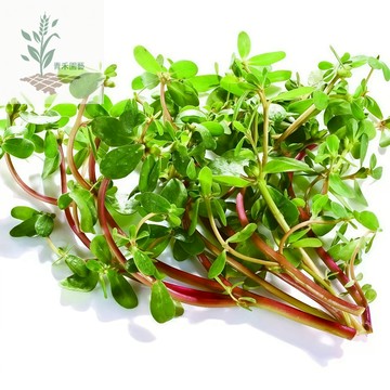 青禾園藝（馬齒莧種子）馬齒菜種子四季種植  野菜種籽 蔬菜長壽菜 陸龜用 庭院陽台種植 高产量#台灣自留種