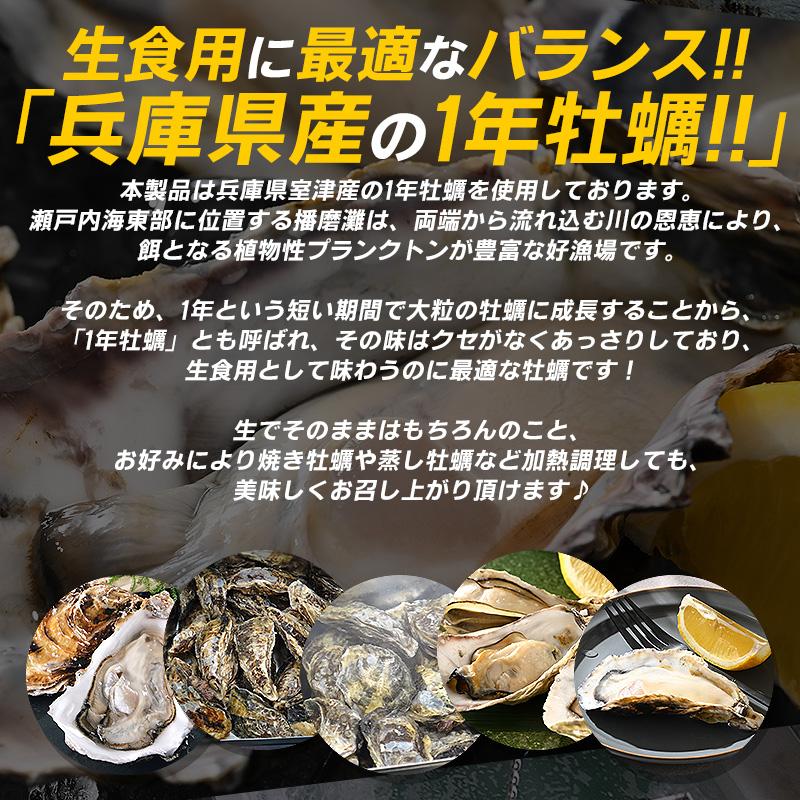 カキ かき 牡蠣 生食用 殻付き 12個 冷凍 兵庫県室津産 冷凍殻付き牡蠣 お歳暮 ギフト