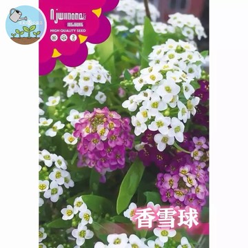 【原廠包裝】香雪球種子 約2000粒裝 開花像雪球 陽台花海必備 四季可播 蜜香植物 易種滿開 花壇吊盆都美