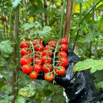 🍅(阿魯櫻桃番茄種子)現貨速發 中果西紅柿種子高產  多年生聖女果 四季播種農田盆栽 高產水果蔬菜種子
