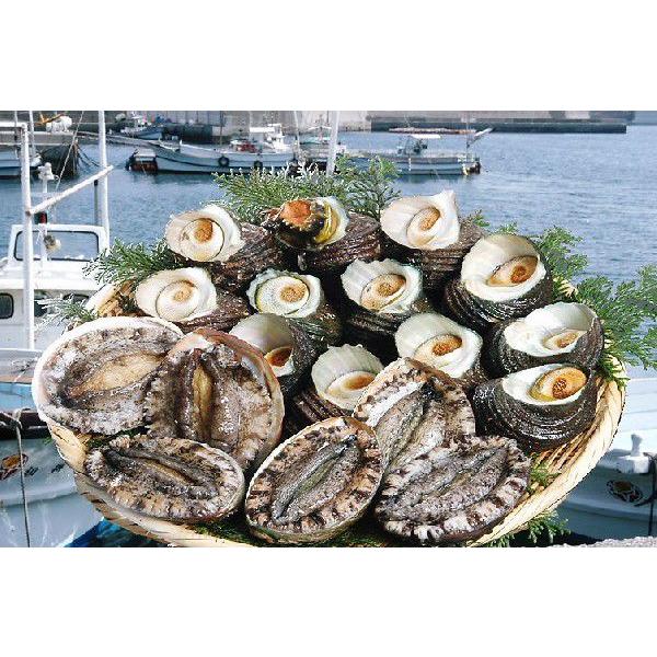 黒アワビ2~5個で400~500g サザエ8~12個で900~1000g  愛媛 浜から直送 送料無料 北海道・沖縄・東北は別途送料 宇和海の幸問屋