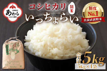 いっちょらい 精米 5kg ／ 福井県産 ブランド米 コシヒカリ ご飯 白米 新鮮 大賞 受賞 新米