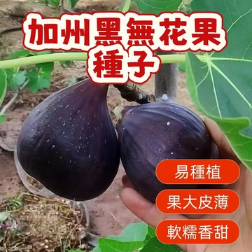 🌱無花果種子  whg 3加州黑無花  營養豐富 口感軟糯 耐寒耐旱易養活  庭院盆栽