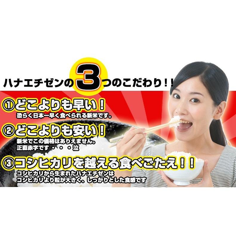 新米 米 ハナエチゼン 20kg 5kg×4袋 白米 福井県産 令和5年産 送料無料