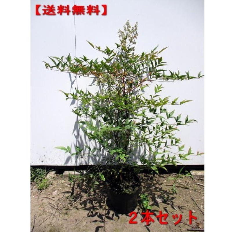 アカナンテン 赤南天 6号 化粧鉢 樹高60cm前後 鉢底から 鉢植え 庭木 植木 常緑樹 常緑低木 通販 Lineポイント最大0 5 Get Lineショッピング