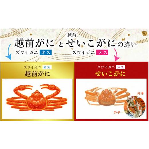 ふるさと納税 福井県 福井市 美味しさ直送！ 越前がに（1.3kg〜1.4kg）×2杯捌…