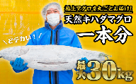 マグロを丸ごと！尾鷲もちもちキハダマグロ（最大30kgサイズ）１匹分セット　CH-73