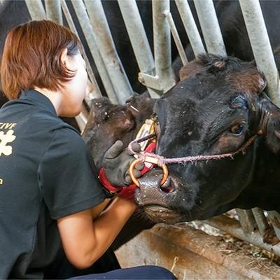 ふるさと納税 飛騨市 厳選　飛騨牛ロース　すき焼き・しゃぶしゃぶ用　800g