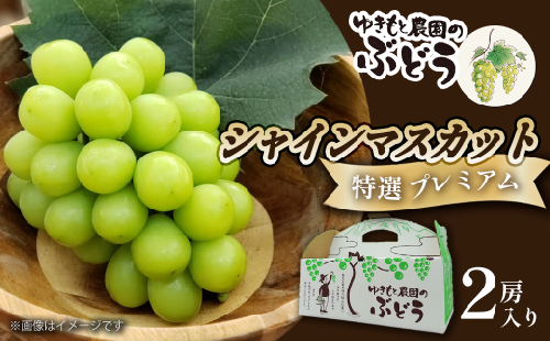  ゆきもと農園 ＜ 特選 ＞ シャインマスカット プレミアム ２房セット　2024年8月～9月発送