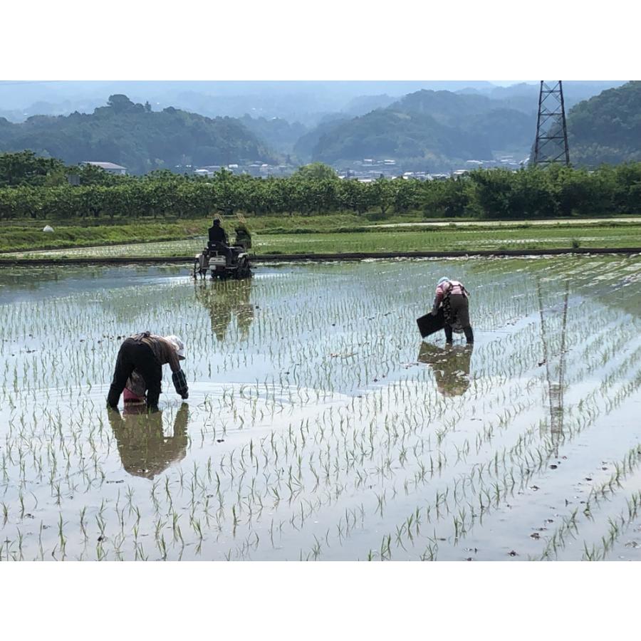長野県産コシヒカリ玄米　10ｋｇ　令和5年度産　農家直送　どじょうのいる田んぼで作ってます