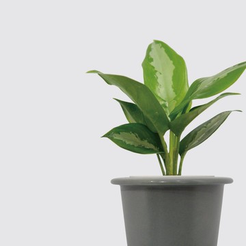 │ 窯瓷系列 │ 巴黎美人 - 莫蘭迪 瓷器 水耕盆栽 室內植物