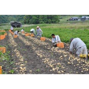 名手農園 淡路島産赤じゃがいも(レッドムーン) 販売中　2023年産５kg 販売中!