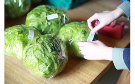 「島のめぐみ」セット～南あわじ旬の食材～（1回）