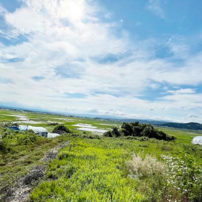 ふるさと納税 山形県 ぶどう専門園が育てる朝採りデラウェア 秀L〜2L 約2kg(12〜16房)