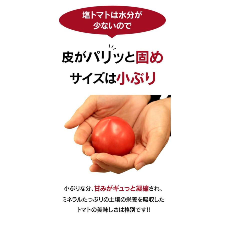 熊本産 塩トマト フルーツトマト 1kg 9〜12玉 送料無料 甘いトマト ＜12月中旬より出荷予定＞ 塩とまと 高糖度 農家直送 大嶌屋（おおしまや）