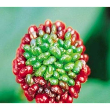 台灣當天發貨長白山 人參苗 人參種子可食用耐寒當季 人參帶牙 泡酒 煲湯 滋補 中藥材 人參種苗食用 種子 禮物禮品 盆