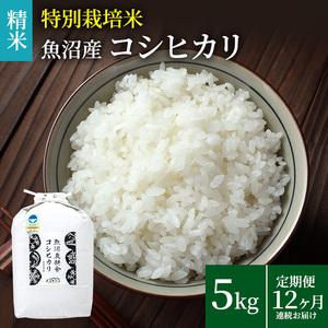 ふるさと納税 定期便12ヶ月連続お届け　特別栽培米 魚沼産コシヒカリ（精米）5kg 新潟県魚沼市