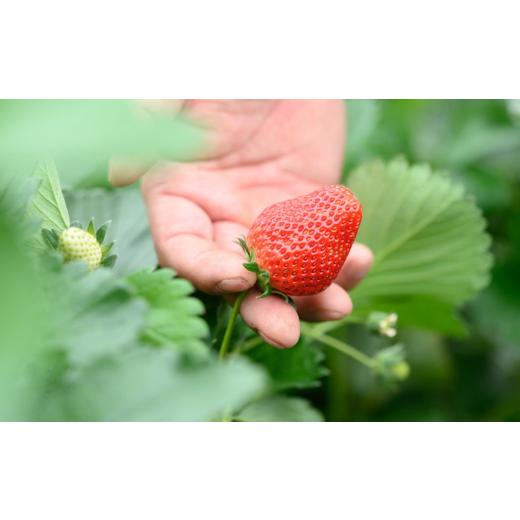 ふるさと納税 茨城県 常陸太田市 桧山FRUITFARM 冷凍いちご １kg（500g×２袋）いちご農家さんからの直送品　【茨城県 常陸太田 いちご いば…