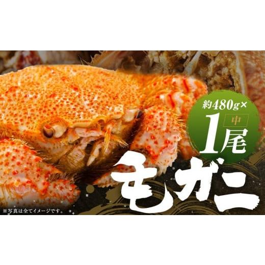 ふるさと納税 北海道 様似町 ミソたっぷり身がぎっしり詰まった毛ガニ(中)約480g×1尾