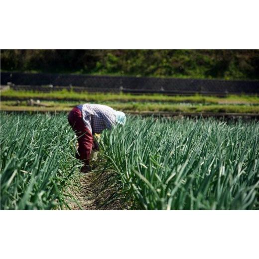 ふるさと納税 兵庫県 南あわじ市 ＼うまい玉ねぎできたでー／特別栽培・新玉ねぎ10kg （早生）〜ひょうご安心ブランド認証取得〜◆配送4月下旬…