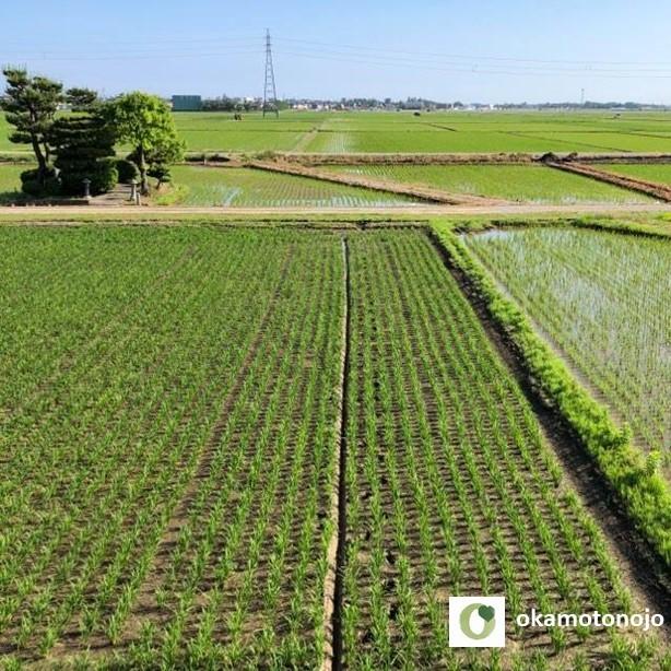 　特別栽培米コシヒカリ　お試し米　５合　精白米　玄米　一等米　石川県産　50％以上農薬減　100％有機肥料　安心安全　農家直送米